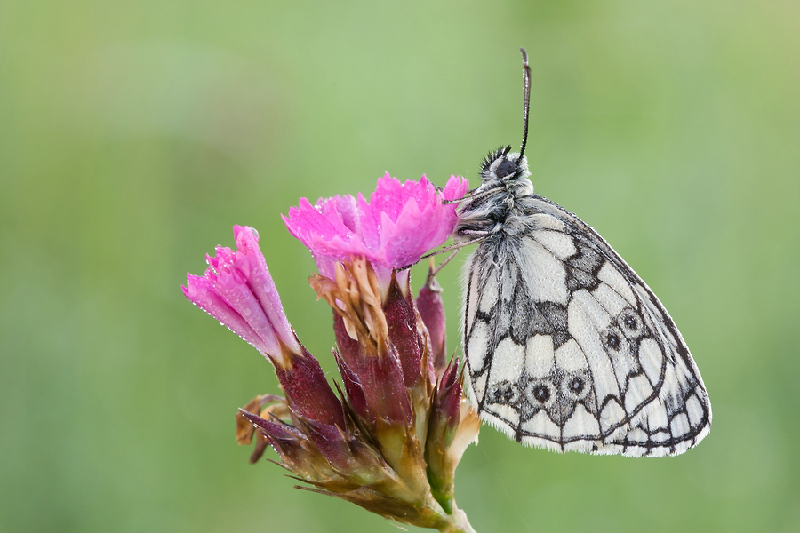 Schachbrettfalter (Normal)