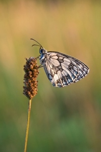 Melangaria galathea (Normal)